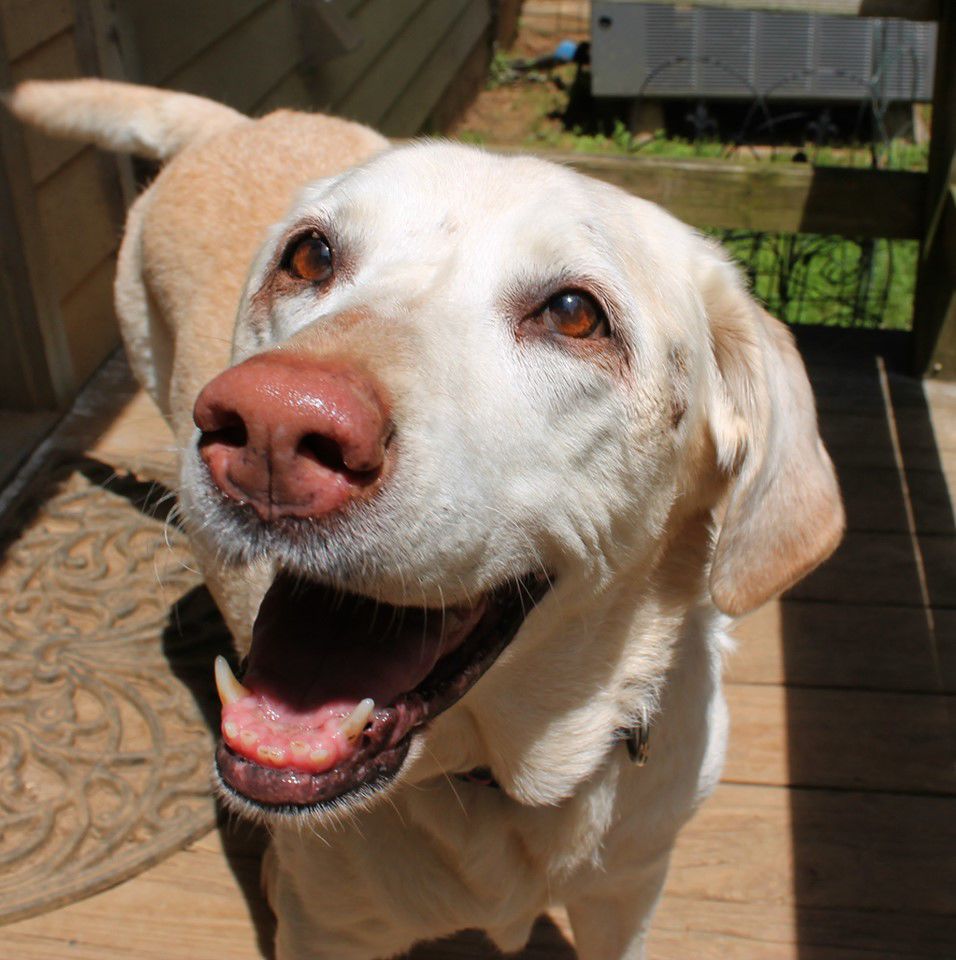 Lab Rescue - Ginger2.jpg